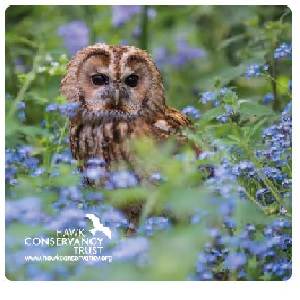 Magnet - Tawny Owl in Bluebells